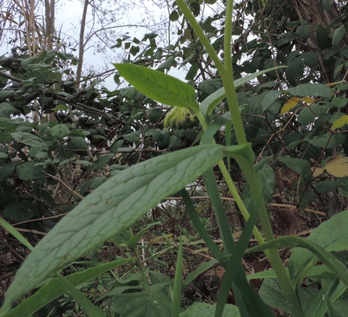 Symphytum bulbosum (Boraginaceae)